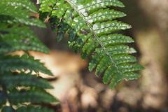 Dryopteris pacifica
