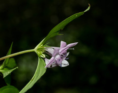 Crusea coccinea breviloba