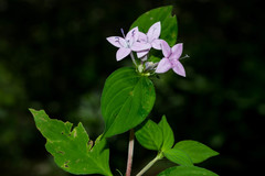 Crusea coccinea breviloba