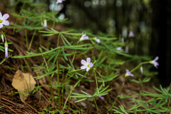 Oxalis hernandesii
