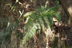 Dryopteris pacifica