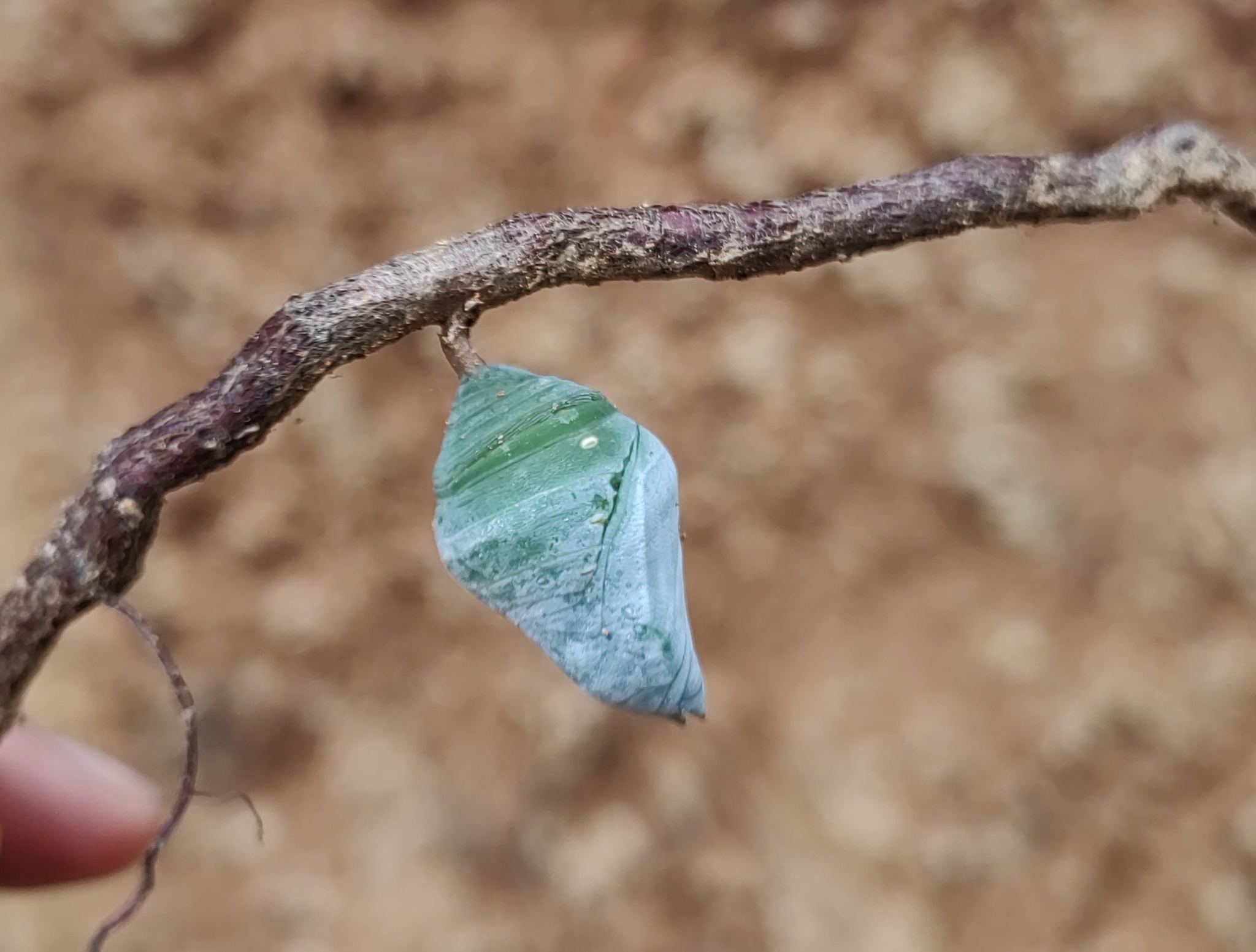 Stub-tailed Morpho (Morpho theseus) · iNaturalist