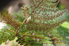 Dryopteris pacifica