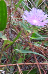 Stokesia laevis