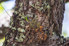 Oncidium brachyandrum