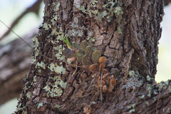Oncidium brachyandrum