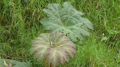 Gunnera brephogea
