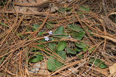 Viola umbraticola