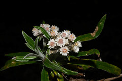 Gnaphaliothamnus salicifolius