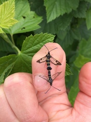 Synanthedon tipuliformis