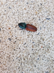 Chalcolepidius rubripennis