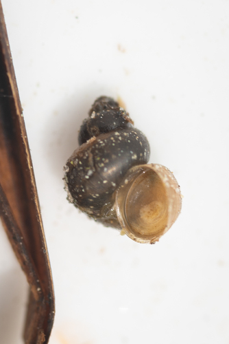 Leach's Bithynia, 3230 Græsted, Danmark, photo 6 of 10