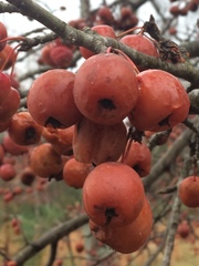Malus angustifolia