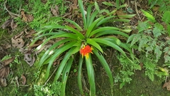 Guzmania berteroniana