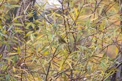 Phylloscopus collybita