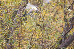 Phylloscopus collybita