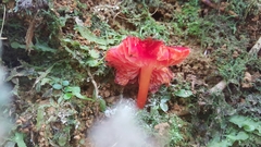 Hygrocybe occidentalis