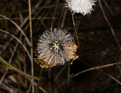 Ageratina bellidifolia