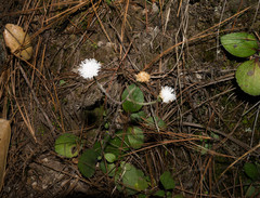 Ageratina bellidifolia