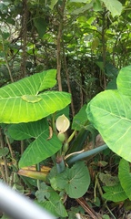 Xanthosoma sagittifolium