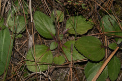 Ageratina bellidifolia