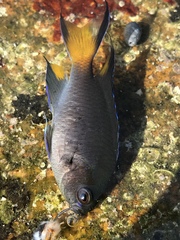 Chinese Damsel photo 2