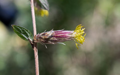 Brickellia secundiflora