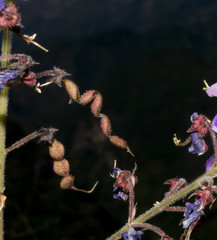 Desmodium bellum
