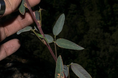 Desmodium bellum