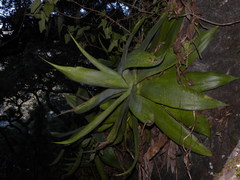 Agave mitis albicans