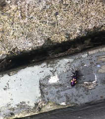 Phymatophaea guttigera