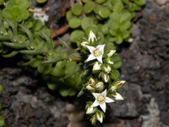 Sedeae