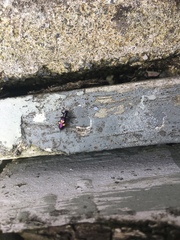 Phymatophaea guttigera