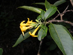 Cestrum oblongifolium