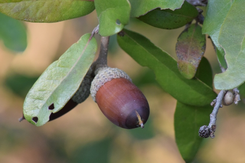 Quercus fusiformis — an easy houseplant, prefers full sun light
