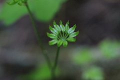 Lobedleaf Goldthread (Coptis laciniata)