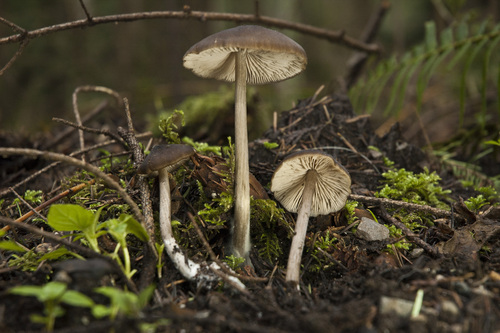 Entoloma hirtipes