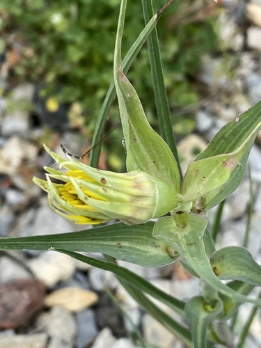 yellow salsify (Tragopogon dubius)