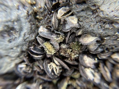 Isognomon californicus