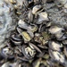 Isognomon californicus