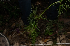 Donnellsmithia ternata