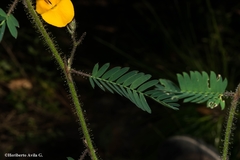 Aeschynomene unijuga