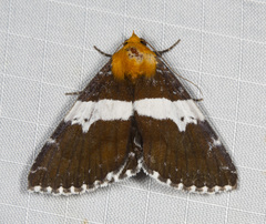 Buzara latizona