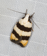Zonopetala divisella