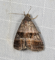 Ozarba punctigera
