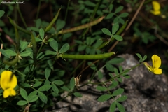Hosackia repens