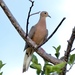 Caribbean Zenaida Dove - Photo (c) Mayela y Ramón, some rights reserved (CC BY-SA), uploaded by Mayela y Ramón