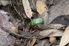 Chrysina lecontei