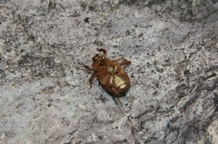Chrysina lecontei