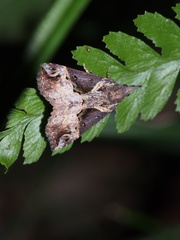 Hypena triangularis